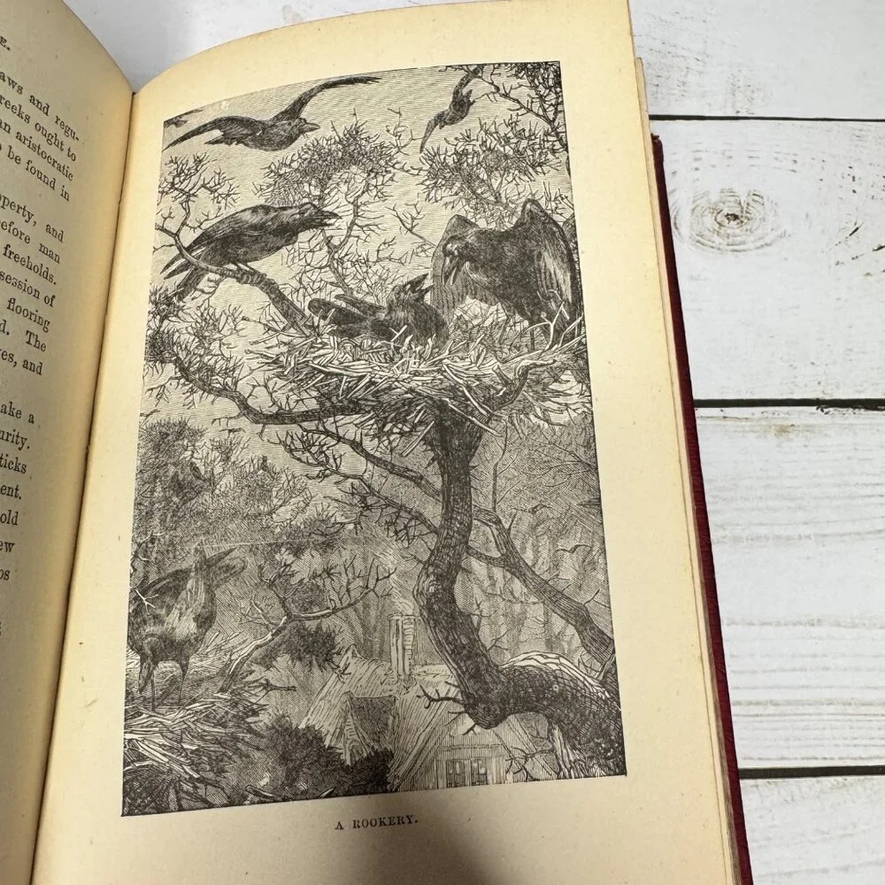 Half Hours in Woods and‎ Wilds 1883 HC Wm. Isbister Leather Spine Gift
